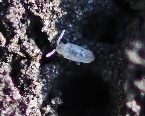 Réf. 353 270 : Cyphoderus albinus